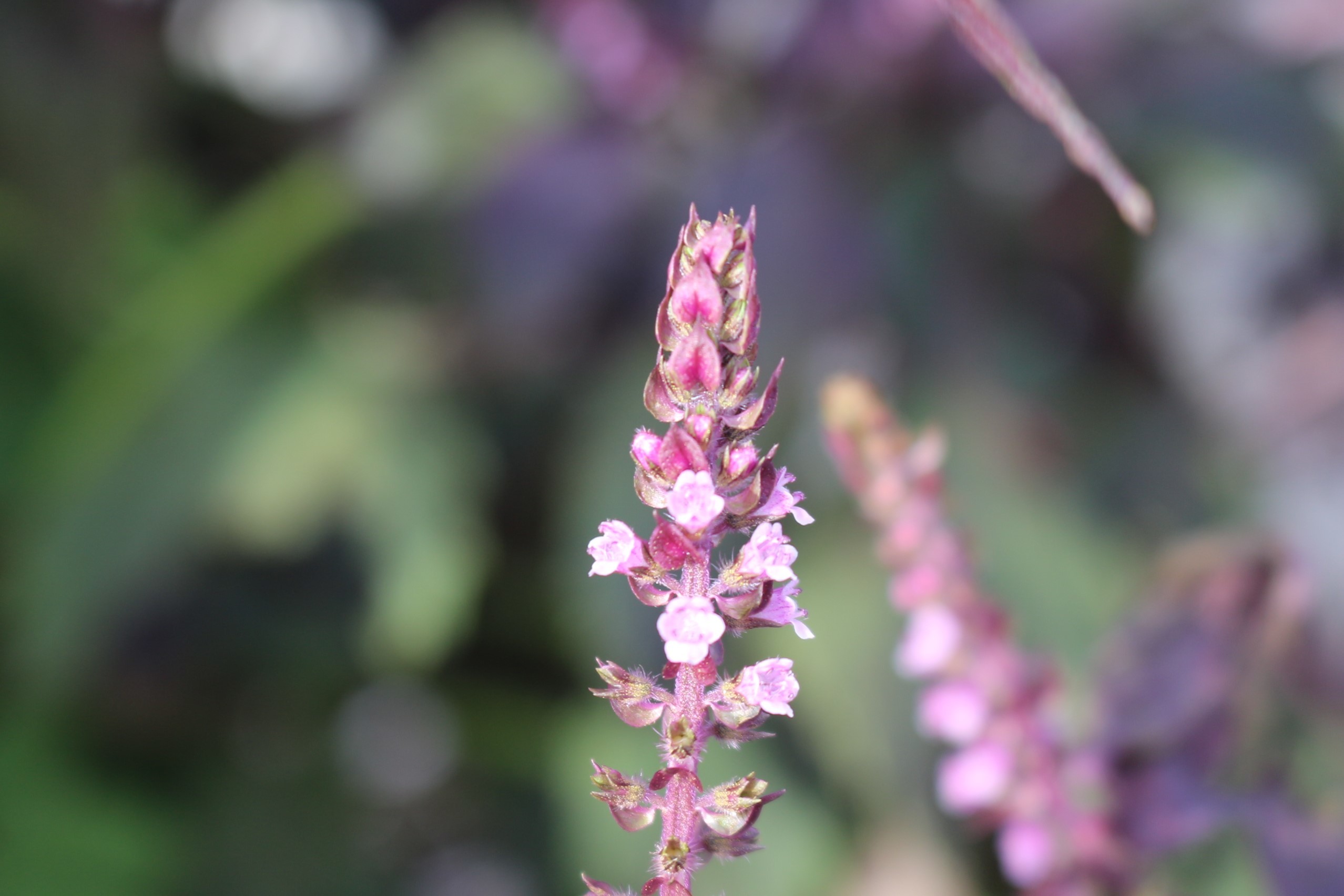 紫蘇の花 シソノハナ ひげ爺の花便り 紫蘇の花 シソノハナ ひげ爺の花便り