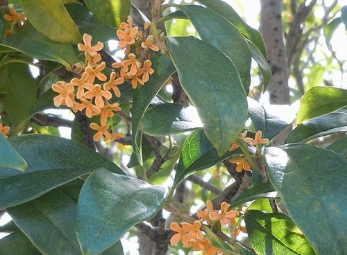 路傍の花、樹々の鳥（354）　～　運動会の花？　～_b0102572_23592563.jpg