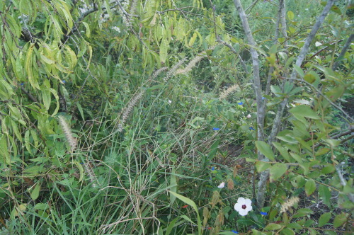 e0181373_21041592.jpg