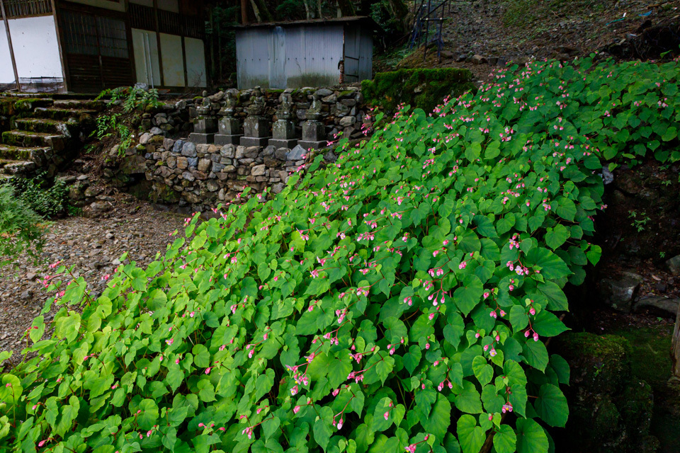 秋海棠！　　～古知谷阿弥陀寺～_b0128581_20571704.jpg