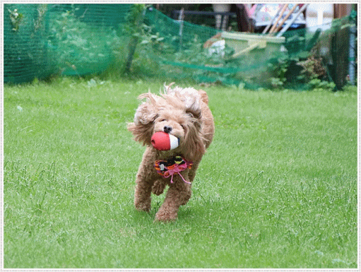 とっても楽しそうに走ってるさくらなんだけど、飛行犬には程遠いな(◞‸◟ㆀ)ショボン。でもかわゆい_b0175688_20124038.gif
