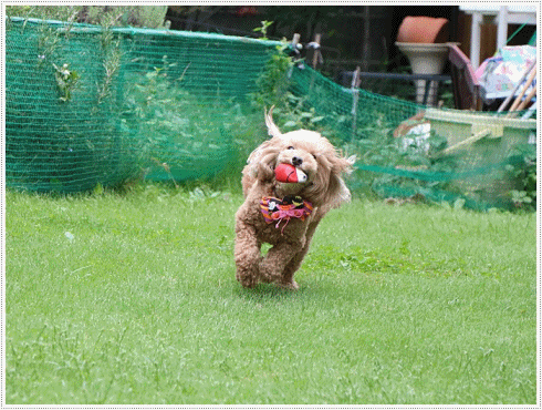 とっても楽しそうに走ってるさくらなんだけど、飛行犬には程遠いな(◞‸◟ㆀ)ショボン。でもかわゆい_b0175688_20124412.gif