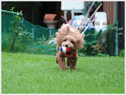 とっても楽しそうに走ってるさくらなんだけど、飛行犬には程遠いな(◞‸◟ㆀ)ショボン。でもかわゆい_b0175688_20124717.gif