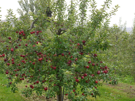 c0171889_1535651.jpg