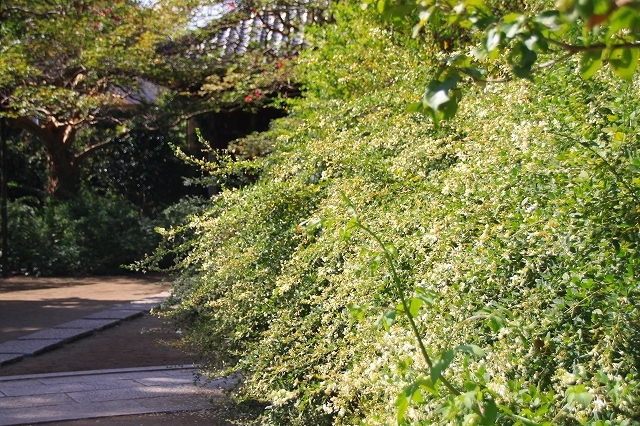 鎌倉の秋の花 宝戒寺の萩_f0374092_17022375.jpg