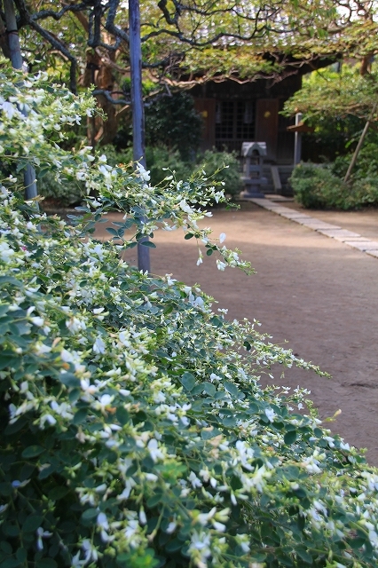鎌倉の秋の花 宝戒寺の萩_f0374092_17030941.jpg