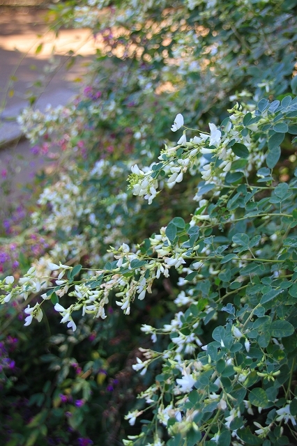 鎌倉の秋の花 宝戒寺の萩_f0374092_17034323.jpg