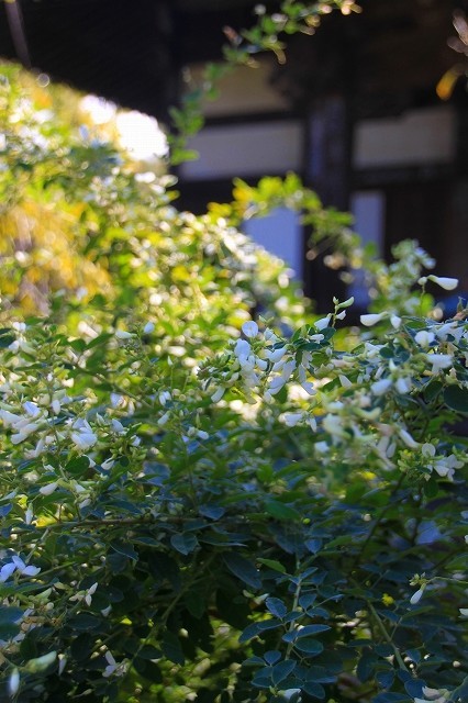 鎌倉の秋の花 宝戒寺の萩_f0374092_17070444.jpg