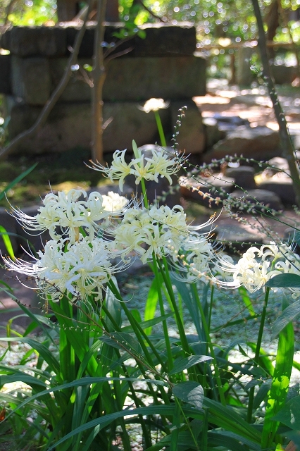 鎌倉の秋の花 宝戒寺の萩_f0374092_17093419.jpg