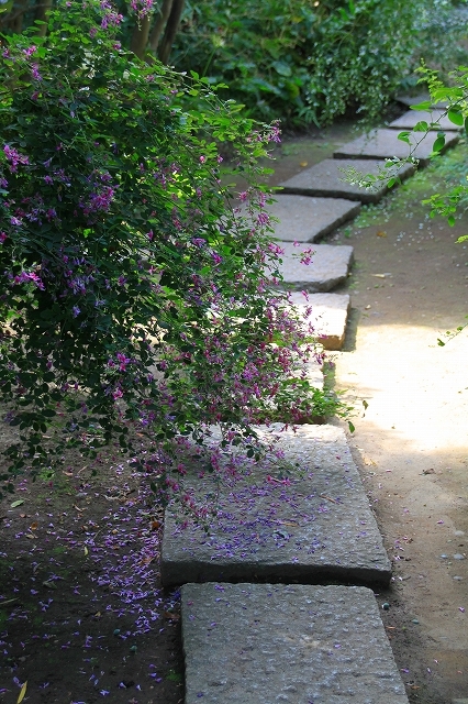 鎌倉の秋の花 宝戒寺の萩_f0374092_17100324.jpg