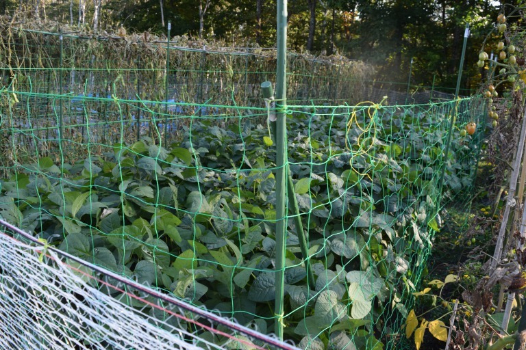 自然栽培 タヌキだそう 対策はネットしか 枝豆の四世 自然栽培 釧路日記 自然栽培 タヌキだそう 対策はネットしか 枝豆の四世 自然栽培 釧路日記