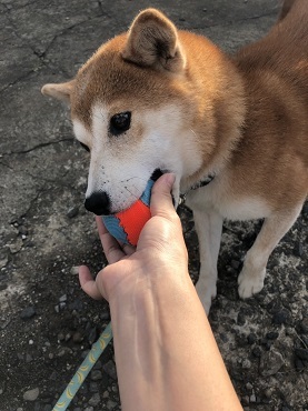 みかんちゃんお届けの旅♪_f0242002_13194798.jpg