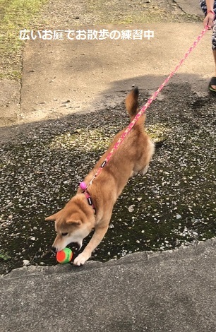 みかんちゃんお届けの旅♪_f0242002_13195252.jpg
