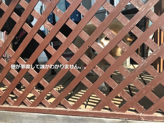 みかんちゃんお届けの旅♪_f0242002_13220319.jpg