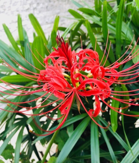 曼珠沙華の花も咲いたよ_e0303005_03583400.jpg