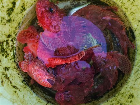 ヒラメ釣り_f0031613_19242954.jpg