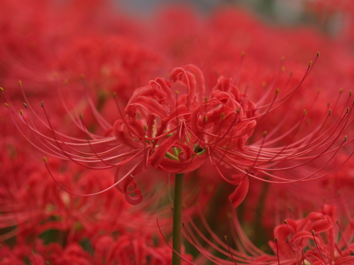 彼岸花_c0116915_00265393.jpg
