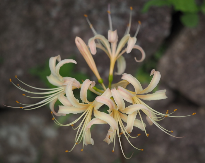 彼岸花_c0116915_00271155.jpg
