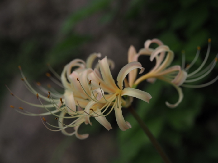 彼岸花_c0116915_00274551.jpg