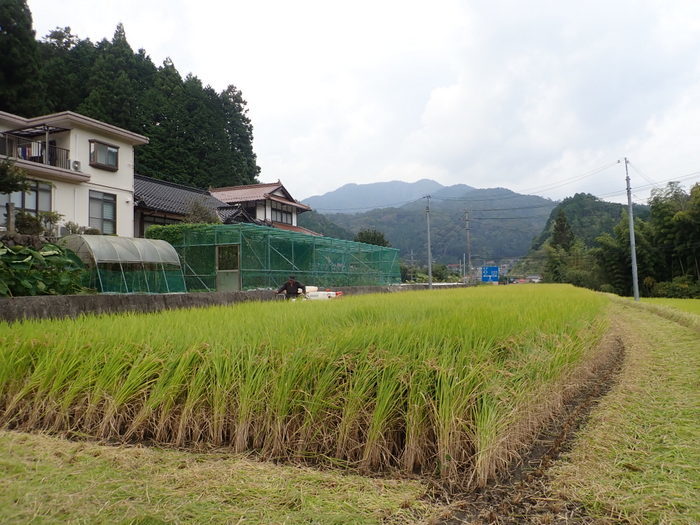 今日も稲刈り_c0116915_00384031.jpg