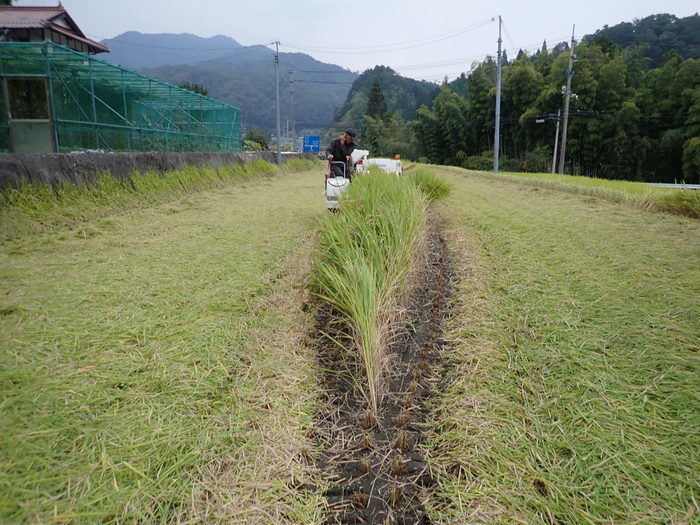 今日も稲刈り_c0116915_00395290.jpg