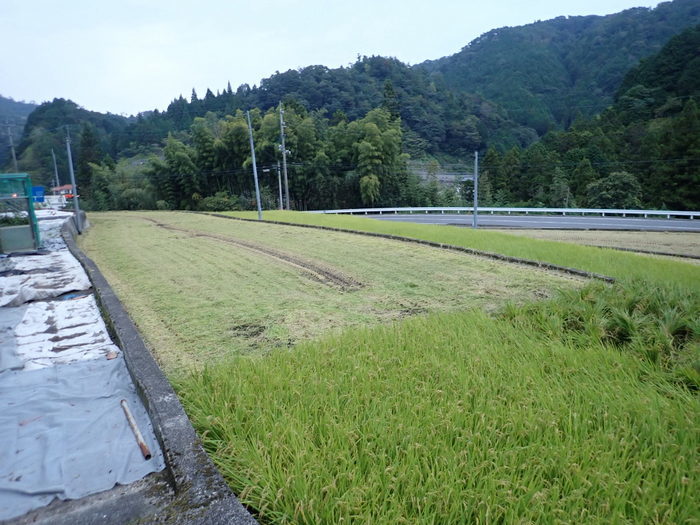 今日も稲刈り_c0116915_00400458.jpg