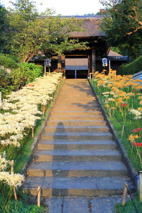 【西方寺】早朝撮影_f0348831_06541889.jpg