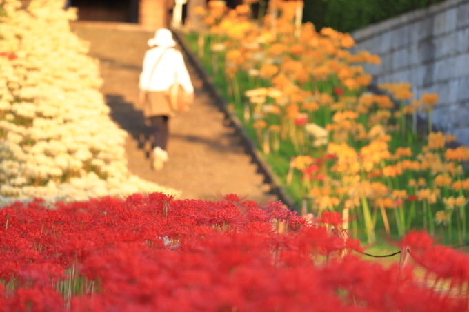 【西方寺】早朝撮影_f0348831_06543040.jpg