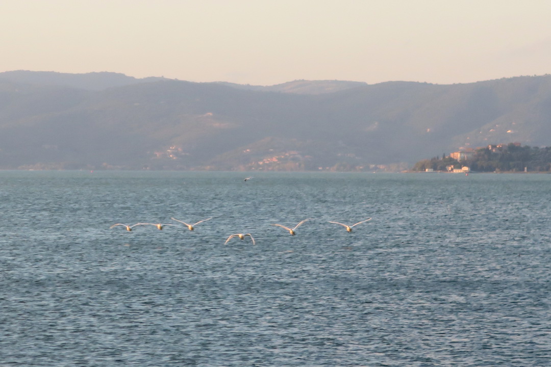 日は燃えて白鳥飛びくる湖の夕、トラジメーノ湖_f0234936_7185789.jpg