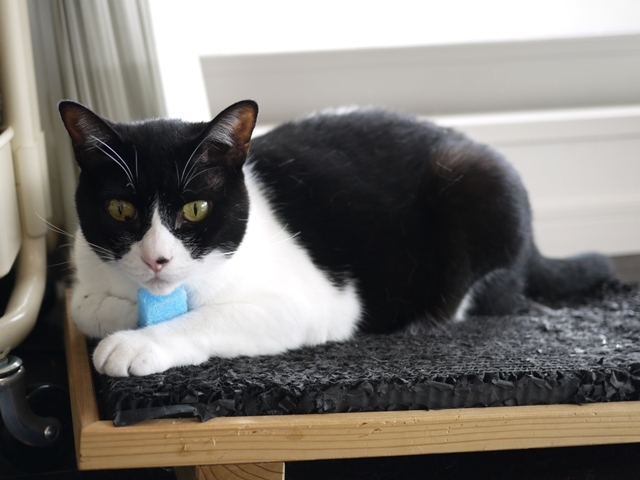 猫のお留守番 ピケちゃん編。_a0143140_22572304.jpg