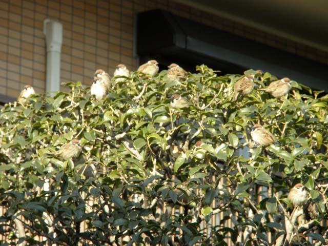 鳥の声_c0127043_21034021.jpg