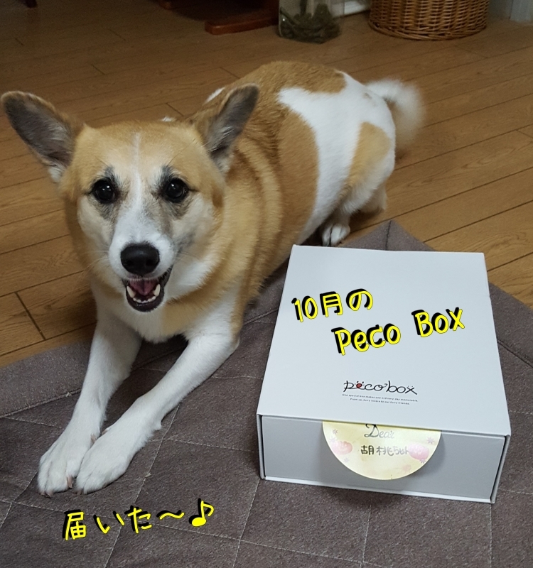 １０月の Peco Box ♡ for Dogs_a0353444_22265116.jpg