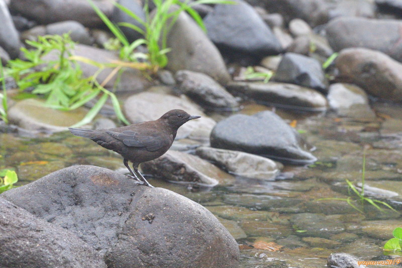 相手をしてくれたのは・・・カワガラス。_f0194048_05192930.jpg