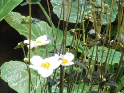 c0330749_16234323.jpg