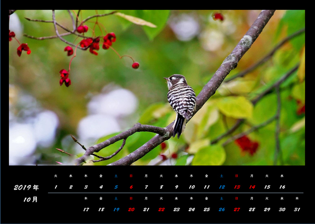 10月の野鳥カレンダー・・・コゲラ。_e0289657_07432782.jpg