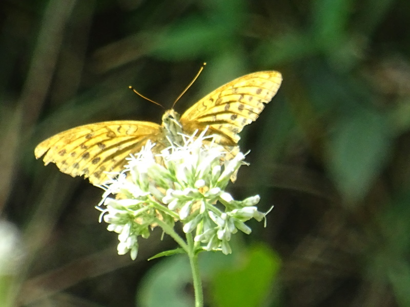 c0108460_17102592.jpg