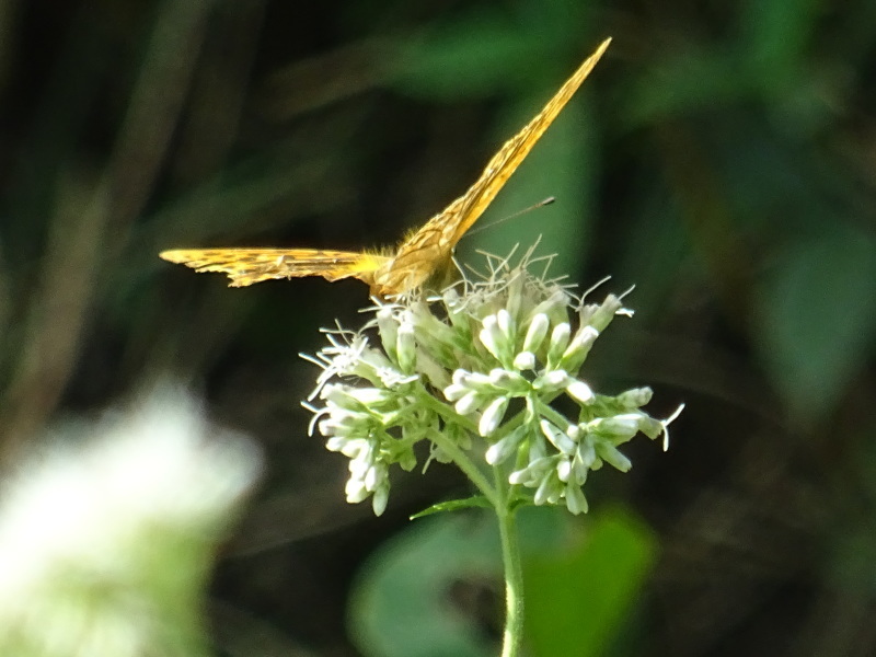 c0108460_17102681.jpg