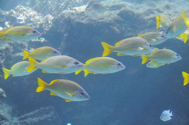 レオナール 総柄 海のお魚熱帯魚達が全体に 泳いでいます前後に贅沢 総柄プリント レオナール 総柄 海のお魚熱帯魚達が全体に 泳いでいます