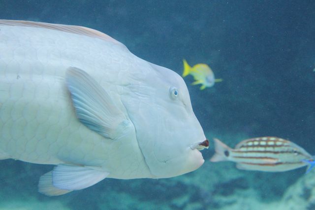美ら海 サンゴ礁の旅のゾーン 熱帯魚の海 蜜蜂的写真日記
