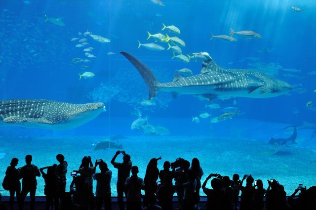 美ら海 黒潮への旅 黒潮の海の大水槽 蜜蜂的写真日記