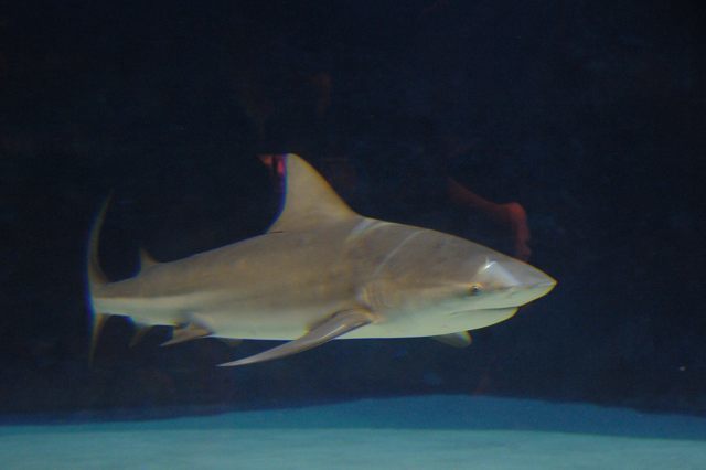 美ら海 黒潮への旅 サメ博士の部屋 蜜蜂的写真日記 美ら海 黒潮への旅 サメ博士の部屋 蜜蜂的写真日記
