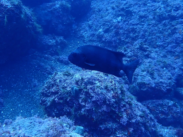 さらに青いよ～～～南伊豆！海鮮三昧でした～♪　　　　　　南伊豆_e0184067_09460335.jpg