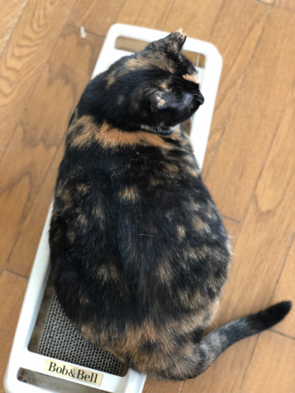 パカっと! 10月!_e0355177_11020066.jpg