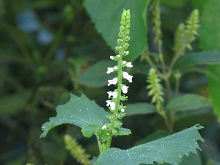 e0130185_11541162.jpg