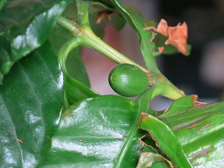 e0130185_12153341.jpg