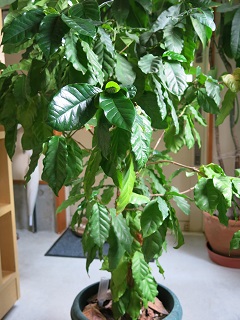 e0130185_1241646.jpg