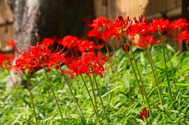鎌倉の秋の花 鶴岡八幡宮 彼岸花 暮らしを紡ぐ