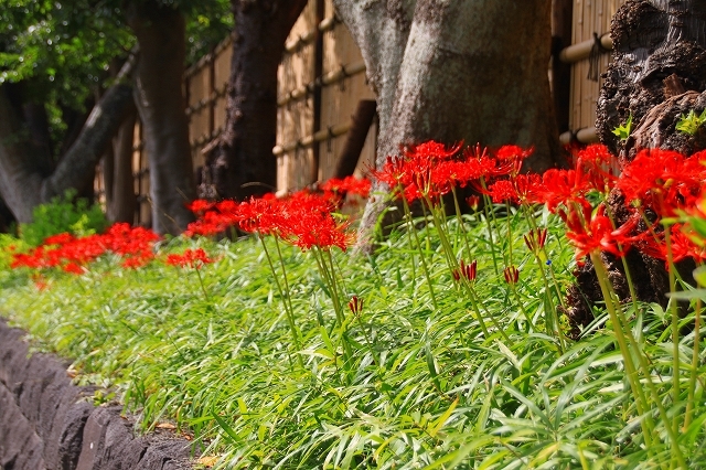 鎌倉の秋の花 鶴岡八幡宮 彼岸花 暮らしを紡ぐ