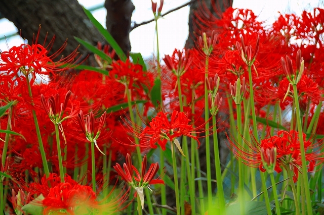 鎌倉の秋の花 鶴岡八幡宮 彼岸花 暮らしを紡ぐ