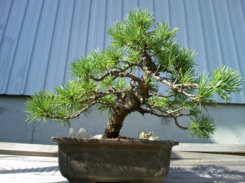 今年植え替えた五葉松 : 盆栽便り